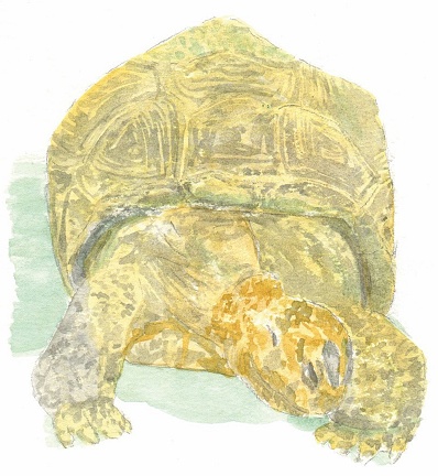 Aldabra giant tortoise was hand painted with watercolour on the paper.