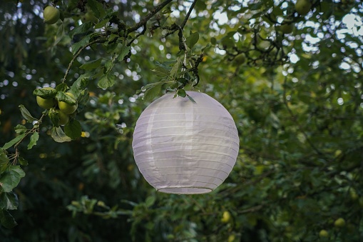 A closeup of a white lantern hanging from an apple tree in the garden