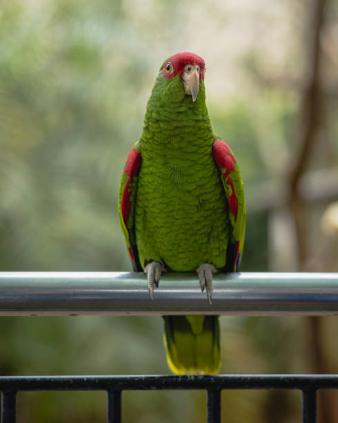 istock Parrot Charon, Mountain Parrot, Brazilian south bird 1434862543