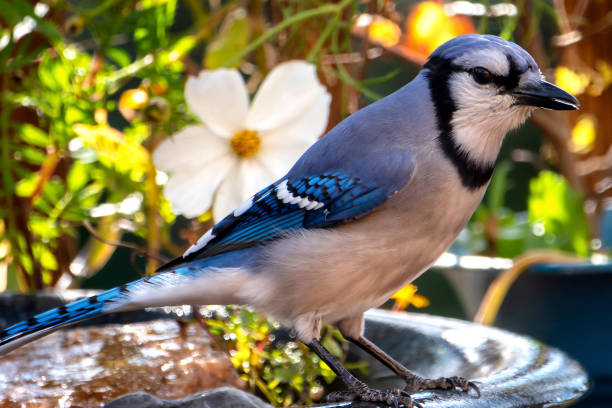 istock Bluejay finds a peanut in the bird bath 1434863689