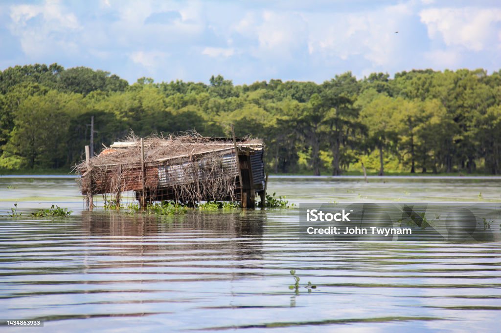 Duck Blind in a Louisiana Swamp A small structure known as a duck blind sits in the middle of a swamp just outside of Lafayette, Louisiana in the blistering hot sun. Lake Stock Photo