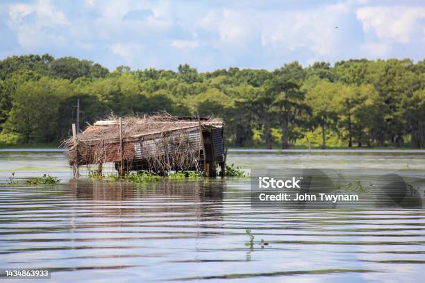 Duck Blind In A Louisiana Swamp Stock Photo - Download Image Now - Lake, Louisiana, Bird