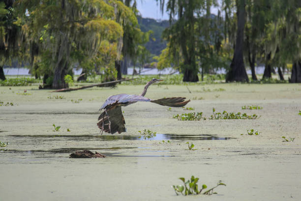 A large bird flies low over a murky Louisiana swamp just outside the city of Lafayette on a bright sunny day.