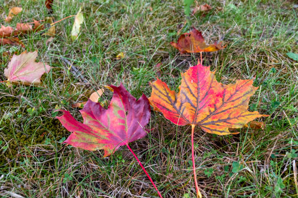 istock Autumn Leaves on the Grass 1434864088