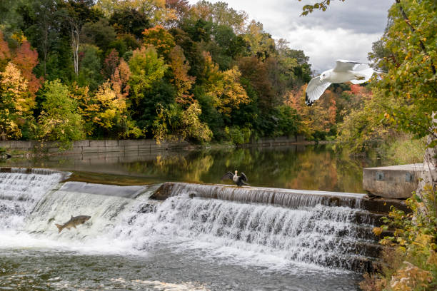 Autumn Life at the River A salmon makes a valiant attempt to climb the waterfall at Etienne Brule Park in Etobicoke, Ontario as a seagull flies overhead and another bird spreads its wings on top of the cascade. etobicoke stock pictures, royalty-free photos & images