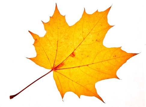 Autumn maple leaves isolated on white background. High quality photo