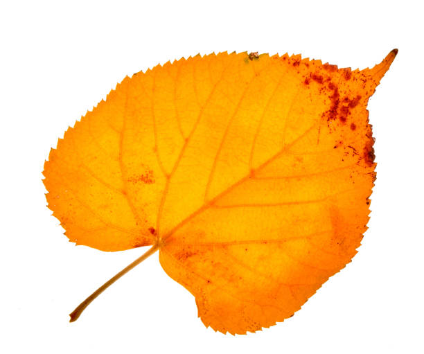 istock Autumn birch leaves on a white background 1434866554