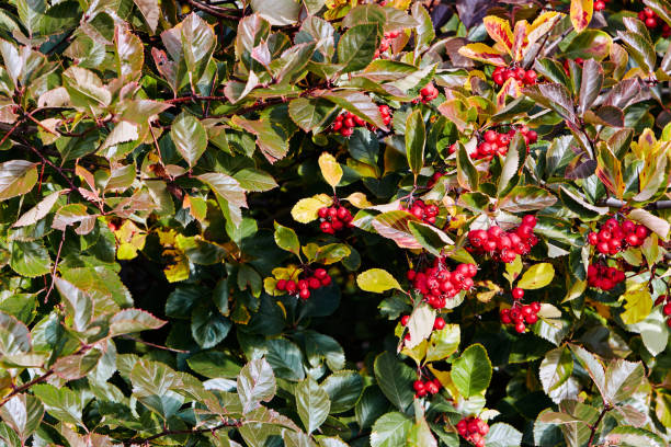 istock Autumn hawthorn berries on green branches 1434866570