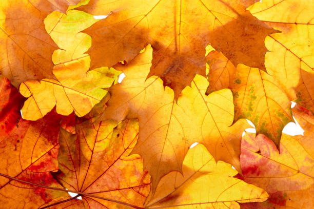 istock autumn leaves to the light 1434866578