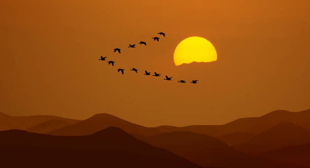 istock Orange sky on sunset or sunrise with flying birds panoramic view 1434869353