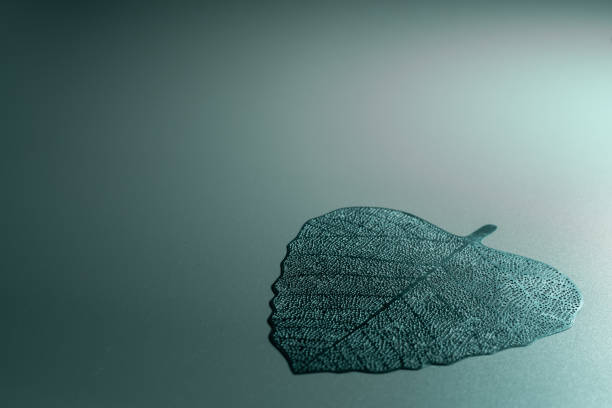Aspen leaves closeup