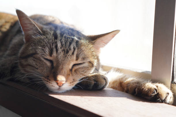 istock cat sleeping in the house 1434873841