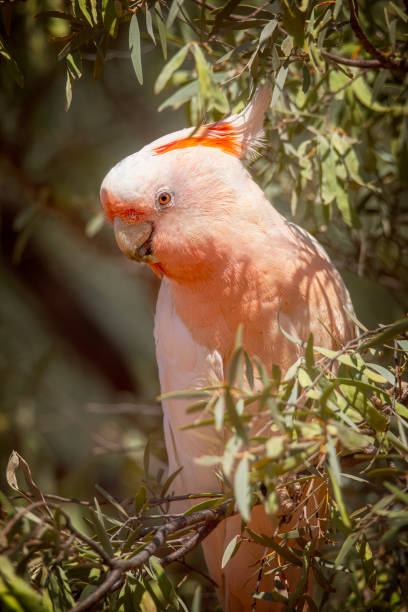 istock Major Mitchell's cockatoo (Lophochroa leadbeateri) 1434875796