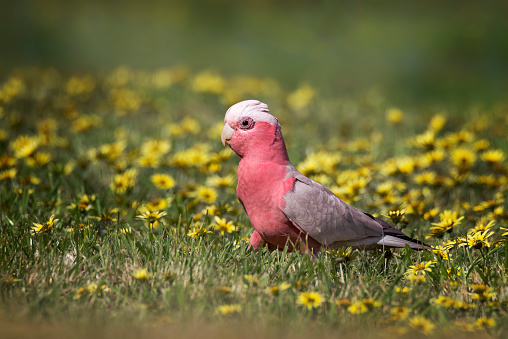 Australian galah walking through yellow daisy field