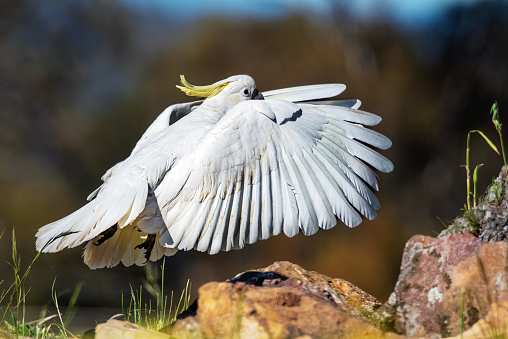 Sulphur Crested Cockatoo taking off in flight