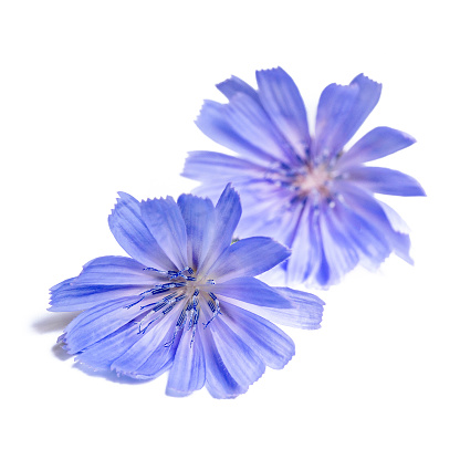 Two chicory flowers isolated on white background. Medicinal plant - coffee replacement