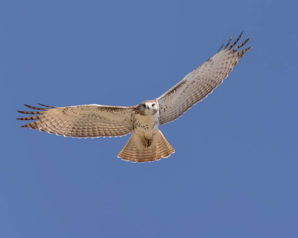 red-tailed hawk (buteo jamaicensis) - rotschwanzbussard stock-fotos und bilder