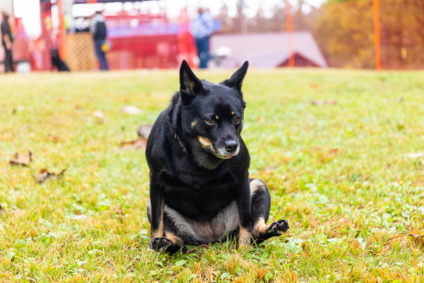 Funny dog enjoying scratching his bum on grass at public dog park stock photo