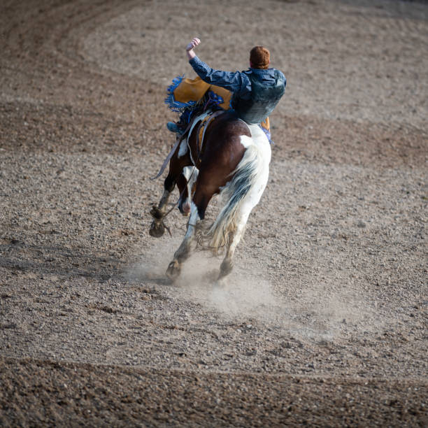 Bronc house bucking and kicking at a rodeo