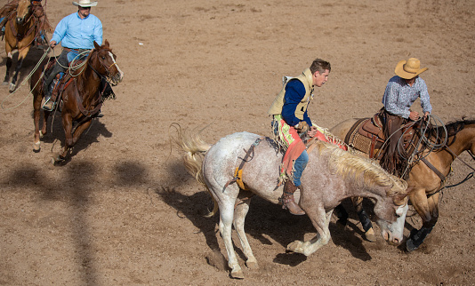 Cowboys trying to help a fellow rider after finishing his bucking bronc performance