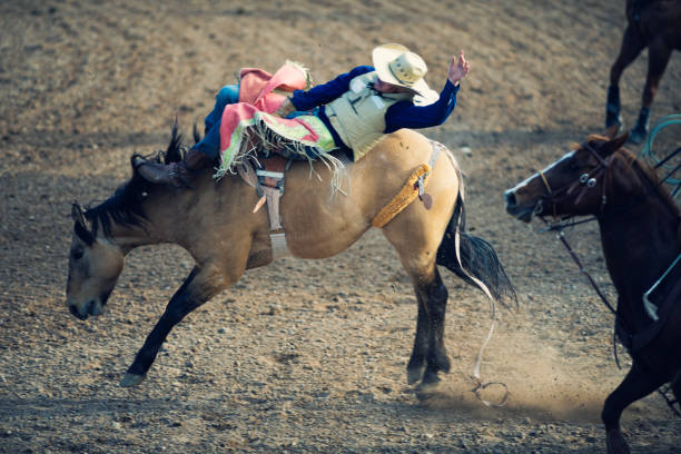 A male horseback rider falls forward off a white horse bucking inside an arena on a sunny day, while.