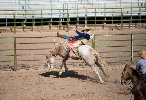 Bucking bronc trying to dismount the rider at a rodeo event