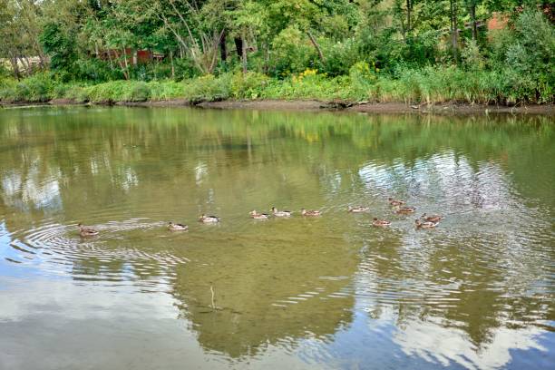 istock Raft of ducks swimming on a river 1434884264