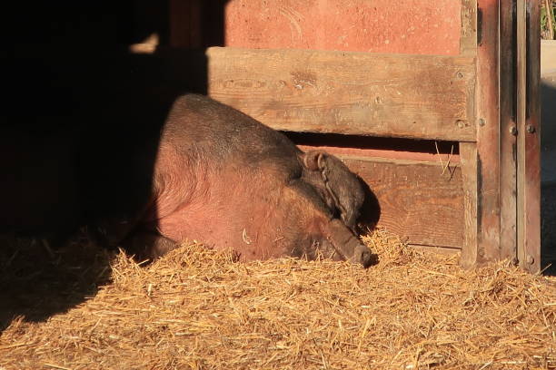 istock Farm Animal Rests 1434884533
