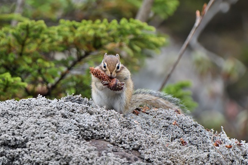 A chipmunk puffing up its cheek pouches and eating a pinecone on a rock