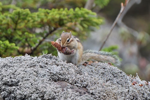 A chipmunk puffing up its cheek pouches and eating a pinecone on a rock