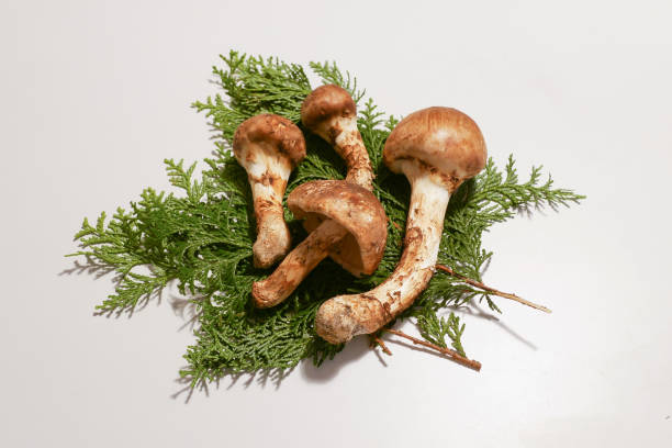 Harvested Japanese matsutake mushrooms Harvested Japanese matsutake mushrooms matsutake mushroom stock pictures, royalty-free photos & images