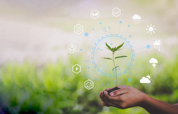istock Hand holding seedlings with environment icons over the Network connection on nature background, Technology ecology concept. 1434889025