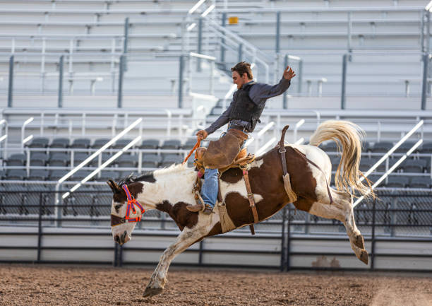 istock Bronc house bucking and kicking at a rodeo 1434890748