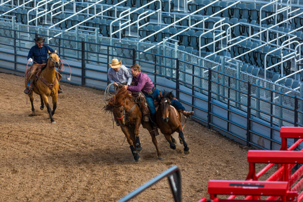 istock Cowboy helping a fellow competitor during a rodeo session with bronc horses 1434890779