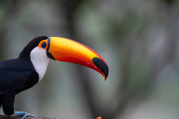istock Toco Tucan  portrait- Brazil Pantanal 1434890858