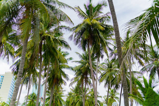 istock A city park in a seaside resort town. 1434894332