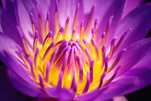 Colorful lotus pollen and petal in nature.There are have red color, yellow color,pink color and purple color  in one flower. Macro close-up