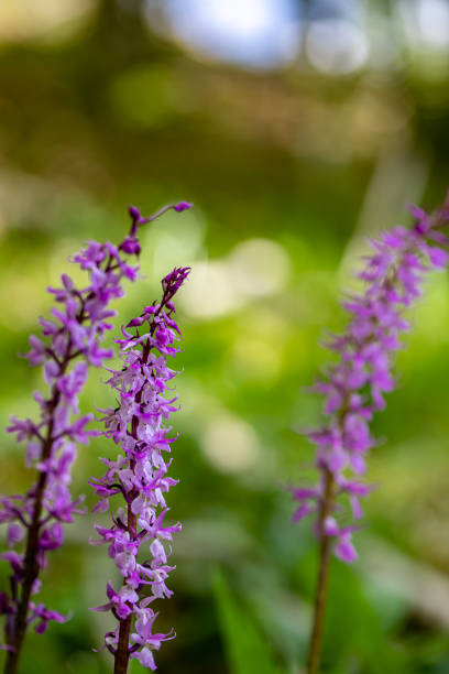 istock Orchis mascula flower growing in meadow, close up 1434895932