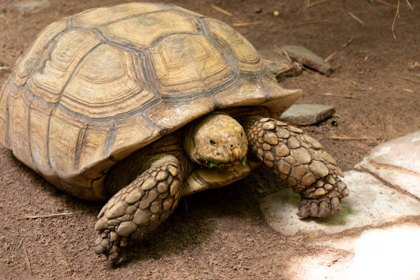 istock Big brown tortoise stand on soil background 1434896169