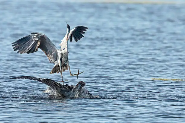 Photo of Heron Fight for a  fish