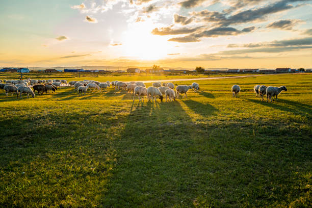 Sheep on green grass looking into the camera in Asturias, Spain