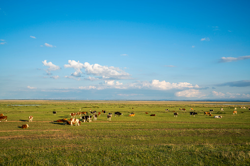 Pasture horses on the grasslands of Inner Mongolia, China