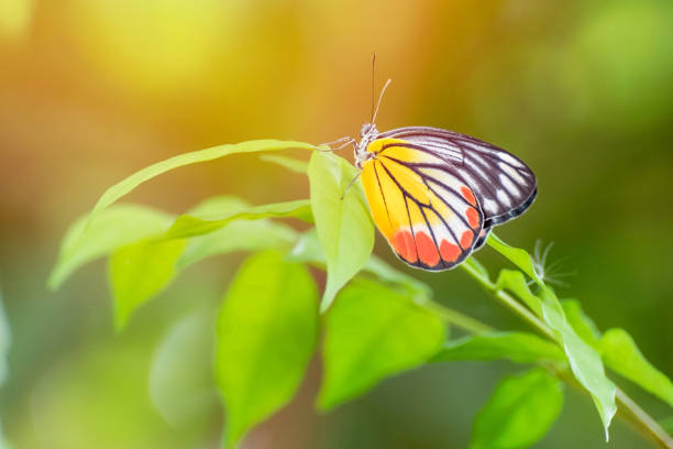 istock Beautiful butterfly on leaves with sunlight 1434901053