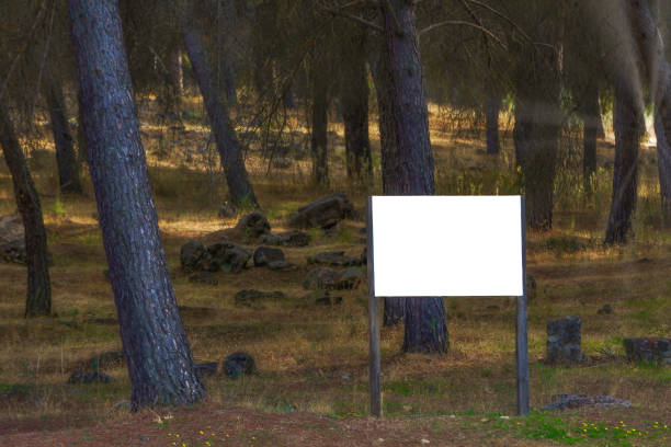view of a sunny pine grove with a sign with blank space for text