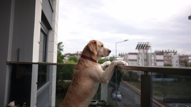 Golden Retriever dog standing on the balcony waiting for its owner
