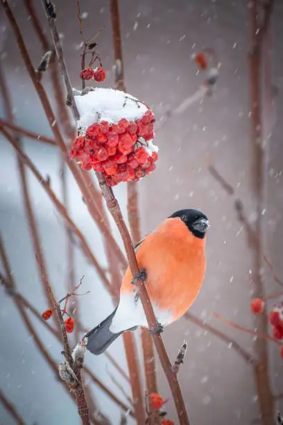 Male bullfinch bird sitting on the rowan branch and eating berries on a cold gray winter morning