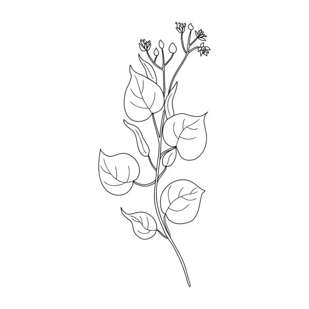 Vector illustration of Linden flower brunch, decorative graphic basswood vector hand drawn ink illustration isolated on white, honey wild flower outline doodle sketch for design herbal tea, cosmetic, natural medicine