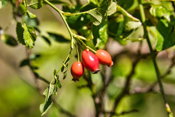 istock Cluster of red rosehip berries on the tree 1434903518