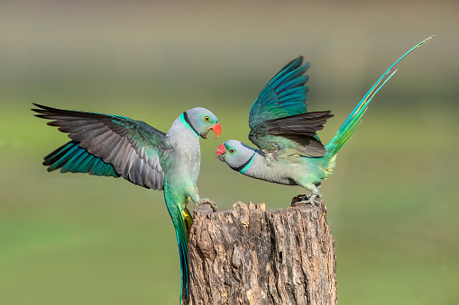 Malabar Blue Winged Parakeets face off each other at a feeding hole.