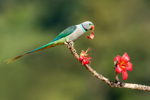 Malabar Blue winged Parakeet feeding on a Juicy red flower